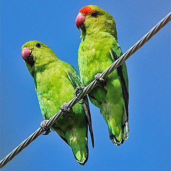 Black-winged Lovebird