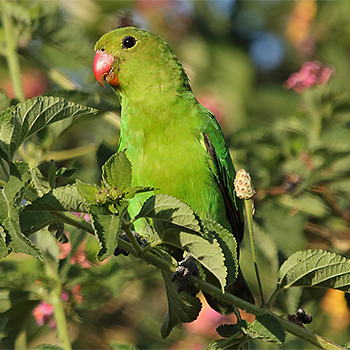 Black-winged Lovebird