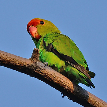 Black-winged Lovebird