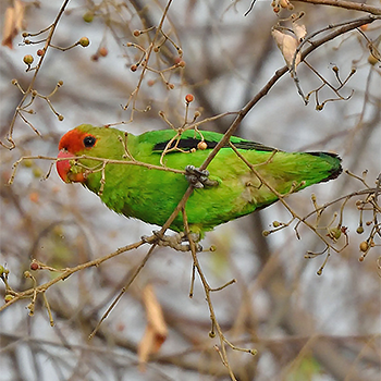 Black-winged Lovebird