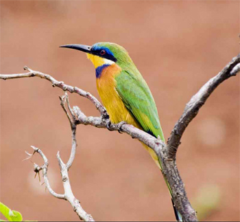 Blue-breasted Bee-eater