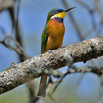 Blue-breasted Bee-eater