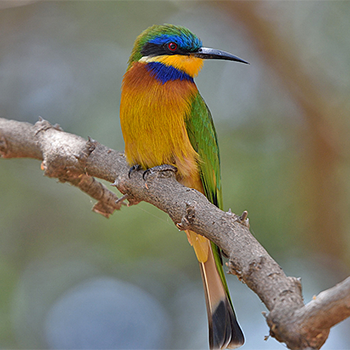 Blue-breasted Bee-eater