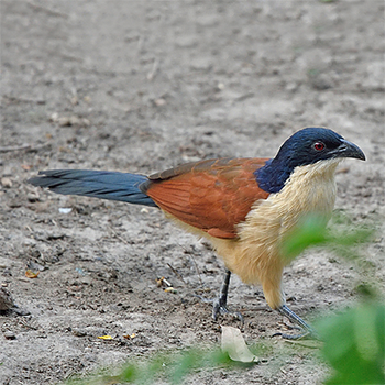 Blue-headed Coucal
