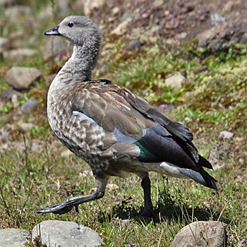 Blue-winged Goose