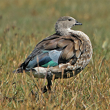 Blue-winged Goose