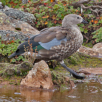 Blue-winged Goose