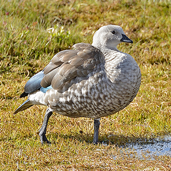 Blue-winged Goose