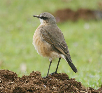 Red-breasted Wheatear