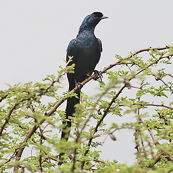Bristle-crowned Starling