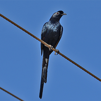 Bristle-crowned Starling