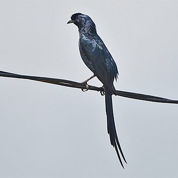 Bristle-crowned Starling