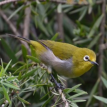 Broad-ringed White-eye
