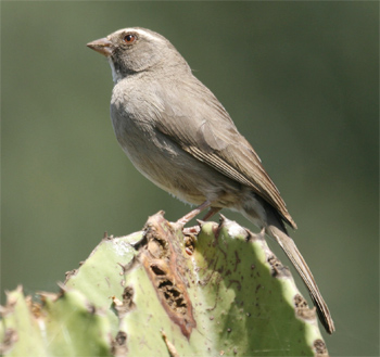 Brown-rumped Seedeater