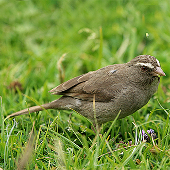 Brown-rumped Seedeater