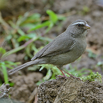 Brown-rumped Seedeater