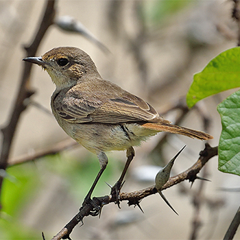 Brown-tailed Chat