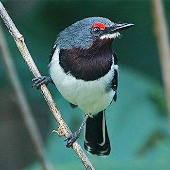 Brown-throated Wattle-eye