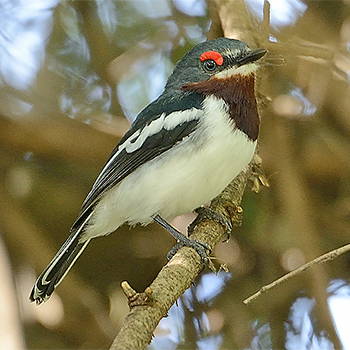Brown-throated Wattle-eye