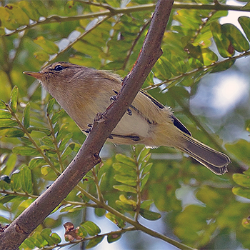 Brown Woodland-warbler