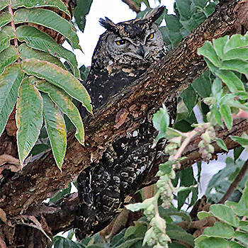 Cape Eagle-owl