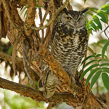 Cape Eagle-owl