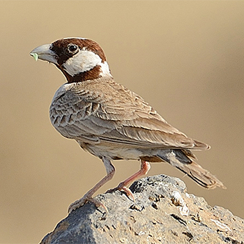 Chestnut-headed Sparrow-lark