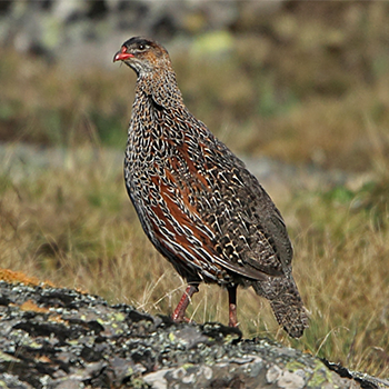 Chestnut-naped Francolin