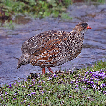 Chestnut-naped Francolin