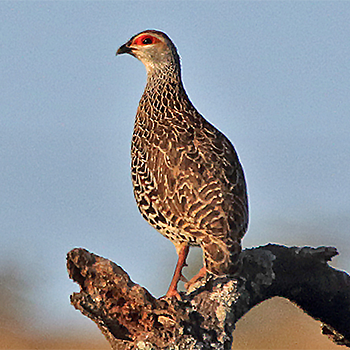 Clapperton's Francolin