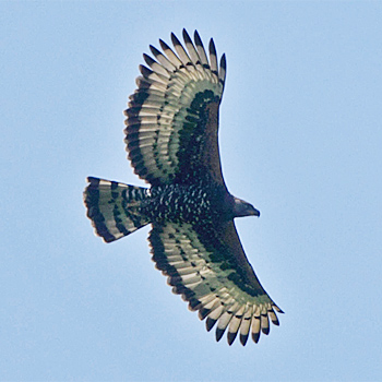 Crowned Hawk-eagle