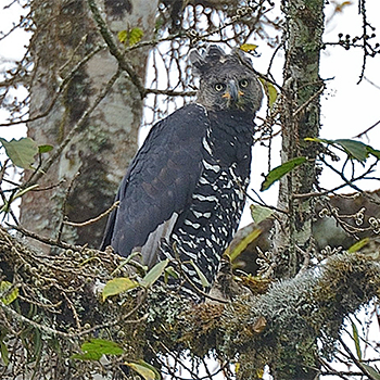 Crowned Eagle