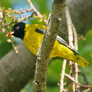 Dark-headed Oriole