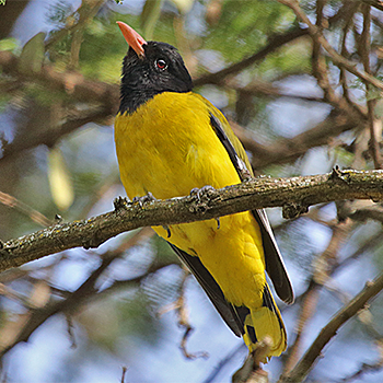 Dark-headed Oriole (<em>meneliki</em>)