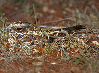 Donaldson-Smith's Nightjar