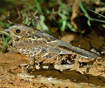 Donaldson-Smith's Nightjar