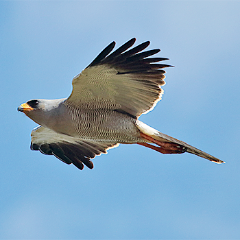 Eastern Chanting-goshawk