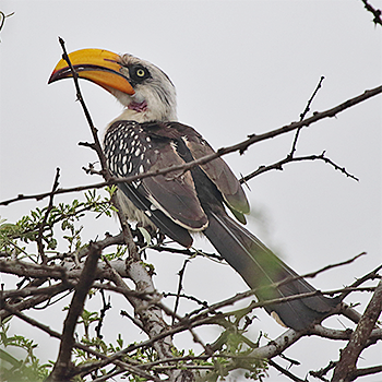 Eastern Yellow-billed Hornbill
