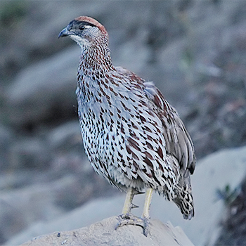 Erckel's Francolin