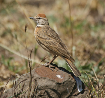 Erlanger's Lark