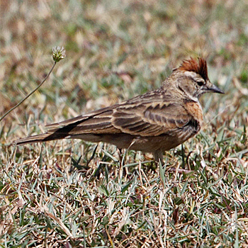 Erlanger's Lark