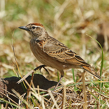 Erlanger's Lark