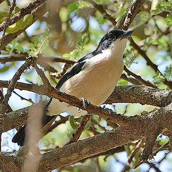 Ethiopian Boubou