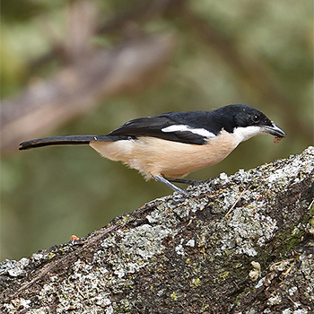 Ethiopian Boubou