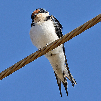 Ethiopian Swallow