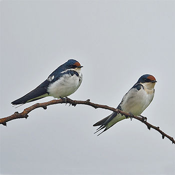Ethiopean Swallow