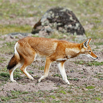 Ethiopian Wolf