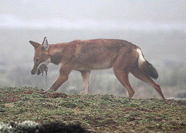 Ethiopian Wolf