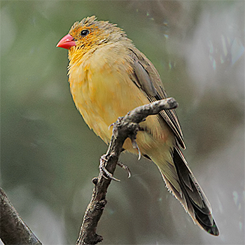 Fawn-breasted (Abyssinian) Waxbill