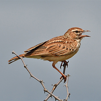 Foxy Lark